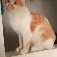 واگذاری گربه خانگی رایگان