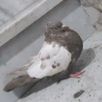 سینه مشکی ماده کاکلی|پرنده|مشهد, هفده شهریور|دیوار