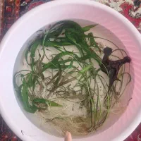 گیاه کریپتون|ماهی|ارومیه, |دیوار