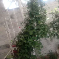 رونده|گل و گیاه طبیعی|کرج, شهرک طالقانی|دیوار