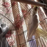 جوجه عروس هلتدی