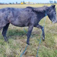 دو راس مادیان مشکی و سیانیله|اسب و تجهیزات اسبسواری|پرهسر, |دیوار