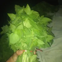 سبزی|حراج|اهواز, پادادشهر|دیوار
