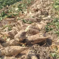 نیازمند کارگر جهت کار در پر و بار چغندر