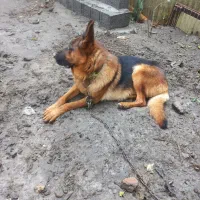 واگذاری این پسر ودختر نازو شیطون|سگ|آستانه اشرفیه, |دیوار