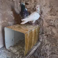 سارسرور