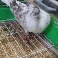 یکجفت مرغ عشق و یک کبوتر پرشی