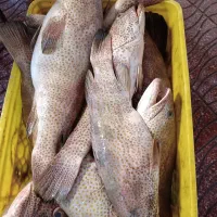 همکار فروش