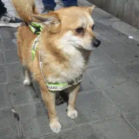 پامر روباهی|سگ|ری, دیلمان|دیوار