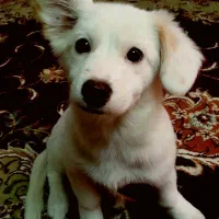 واگذاری سگ اشپیدز|سگ|پاکدشت, شهرک انقلاب|دیوار