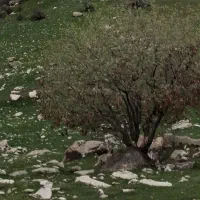 راهنمایی بفرمایید