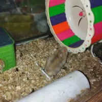 همین های زیبا و آرام .دستی