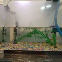 ماهی و لوازم