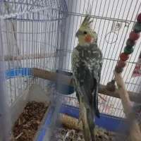 جوجه عروس هلندی نر ۶ ماهه