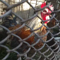 جوجه محلی. مرغ  .تیش .خروس