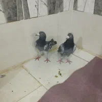 جفت پلنگ جفت ابلق جفت نر مگس|پرنده|زهک, |دیوار
