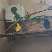 طوطی برزیلی