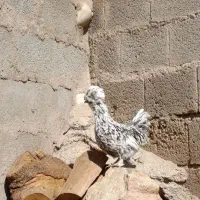 مرغ سلطان|حیوانات مزرعه|زاگرس, |دیوار