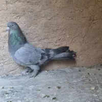 پرنده کفتر پر مغزدار|پرنده|بروجن, |دیوار