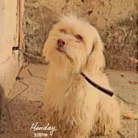 سگ.|سگ|خواف, |دیوار