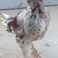 مرغ و خروس لاری طوسی|حیوانات مزرعه|اشتهارد, |دیوار