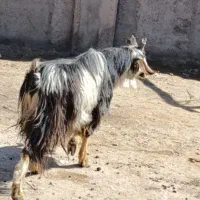 بزغاله نر چاق گوشتی ،پاژین