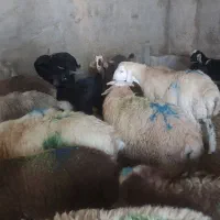 کله پاچه چربی جگر