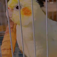 *عروس هلندی ماده جوان*