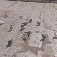 کبوتر