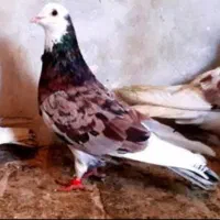 انواع کبوتر پرشی