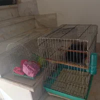 قفس پرنده بزرگ و کوچک