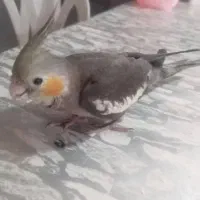 عروس هلندی گمشده