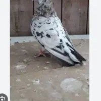 کفتر سرور گم کردم