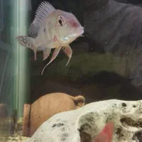 هفت عدد ماهی جهت معاوضه|ماهی|مهاجران, |دیوار