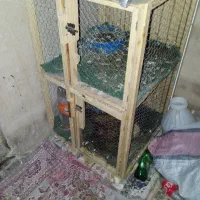 جفتگاه کبوتر