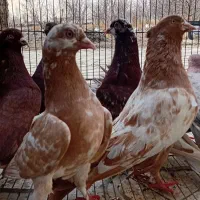 فروش ۳۰ عدد کبوتر پرش بالا در همه رنگ|پرنده|ارومیه, |دیوار