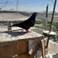 کبوتر زدخوردی تیپگرد|پرنده|تهران, بهارستان|دیوار