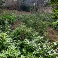 فروش زمین دارای پروانه ساخت در شیرگاه