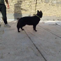 سگ ژرمن بلاک شپرد شولاین|سگ|کاشان, شهدا|دیوار