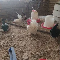 مرغ خروس وارداتی|حیوانات مزرعه|شیراز, گویم|دیوار