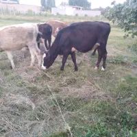 گوساله ماده