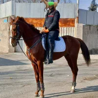 اسب نریان ترکمن|اسب و تجهیزات اسب‌سواری|تهران, آبشار|دیوار