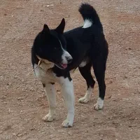 سگ جانوری|سگ|شاهین‌شهر, خبرنگار|دیوار