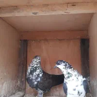 کفتر پروازی وجفتگاهی|پرنده|شفت, |دیوار