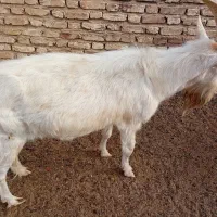 دوبر سانن و کهره سانن بذری|حیوانات مزرعه|خرامه, |دیوار