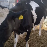 گاو و گوساله