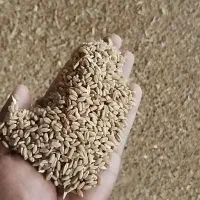 گندم درجه یک|عمده‌فروشی|شوش, |دیوار