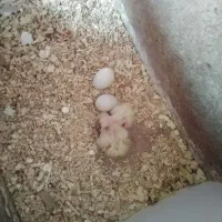عروس هلندی با تخم و جوجه