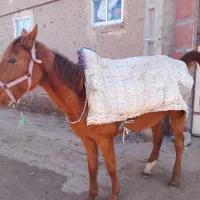 اسب مادیان|اسب و تجهیزات اسب‌سواری|بجنورد, |دیوار