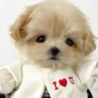 توله سگ پاپی جیبی فنجونی شیتزو کراس